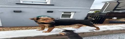Mixed Breed dogs for sale: Border lakeland Russell pups for sale in Merthyr Tydfil - Advert 3
