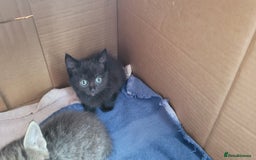 Mixed Breed cats for sale: 4 kittens available start of September  - Image 5