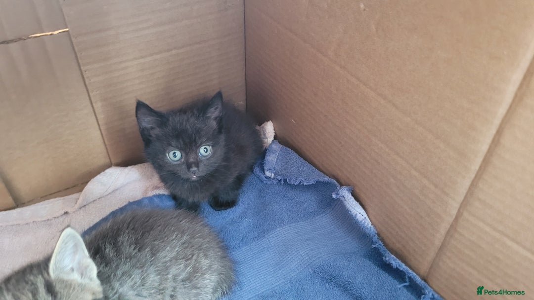 Mixed Breed cats for sale: 4 kittens available start of September  - Image 5