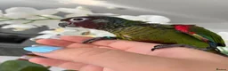 Conures birds for sale: Hand reared silly tame Emma’s conure!  - Advert 2