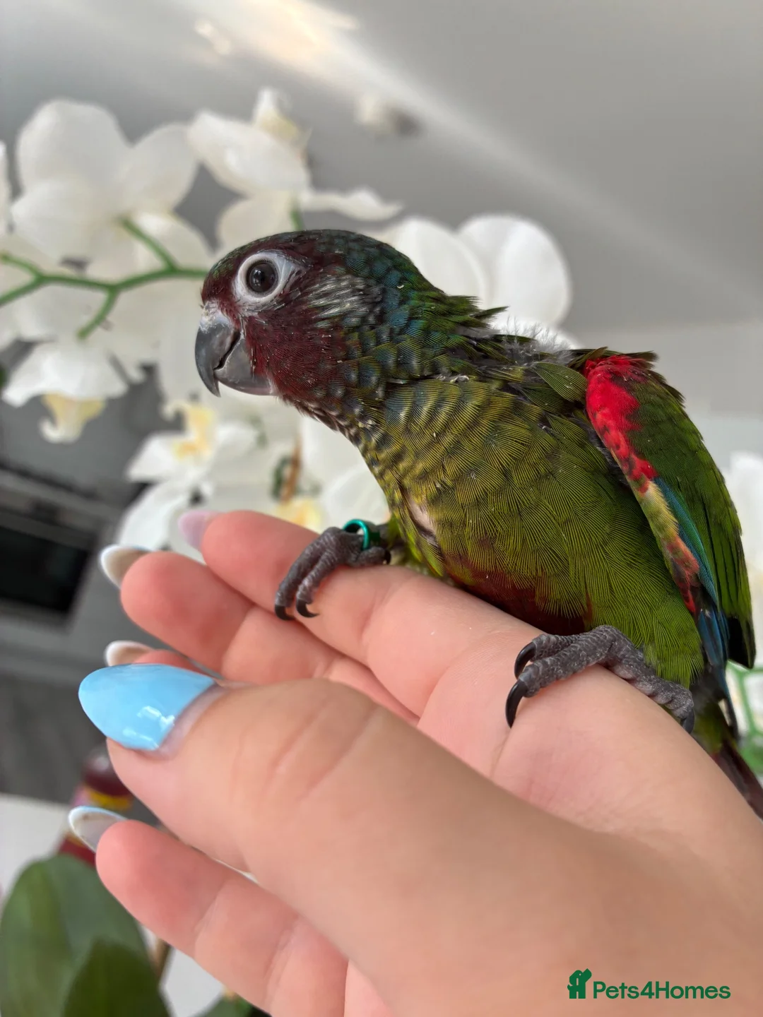Conures birds for sale: Hand reared silly tame Emma’s conure!  - Advert 2