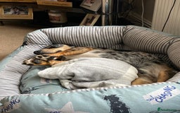 Dachshund dogs for sale: 1 year old Dachshund  - Image 2