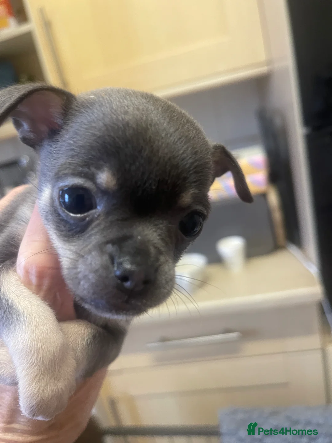 Chihuahua dogs for sale: Purebred smooth coat Chihuahua puppies  - Advert 1