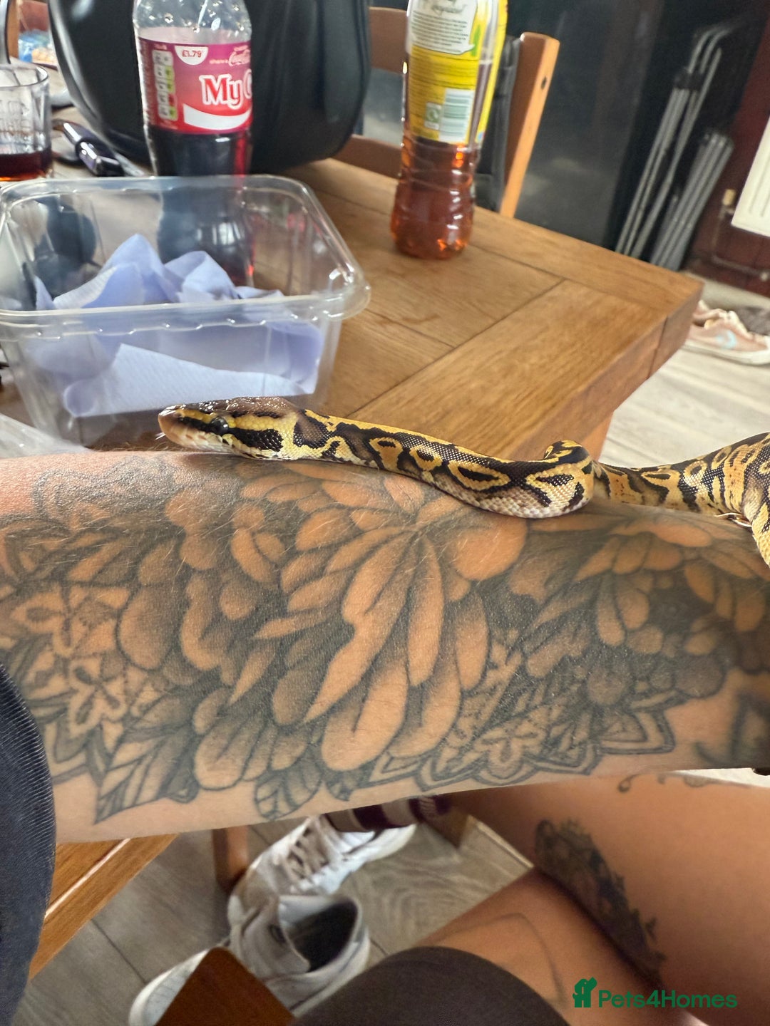 Python Snake reptiles for sale: Baby Ball python - Image 3