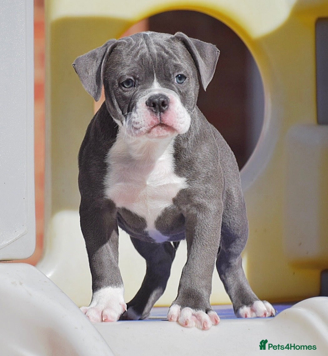 Olde English Bulldogge dogs 23 years experienced 5 star rated licensed and reg - Advert 4