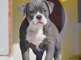 Olde English Bulldogge dogs 23 years experienced 5 star rated licensed and reg - Advert 4