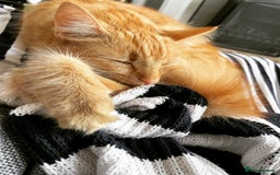 British Longhair cats for sale: Beautiful female ginger cat looking for home - Image 3