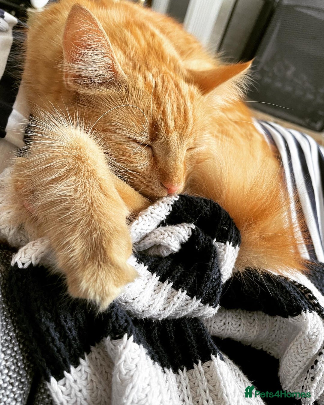 British Longhair cats for sale: Beautiful female ginger cat looking for home - Image 3
