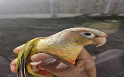 Conures birds for sale: Tame Male & Female Pineapple Conures - Image 14