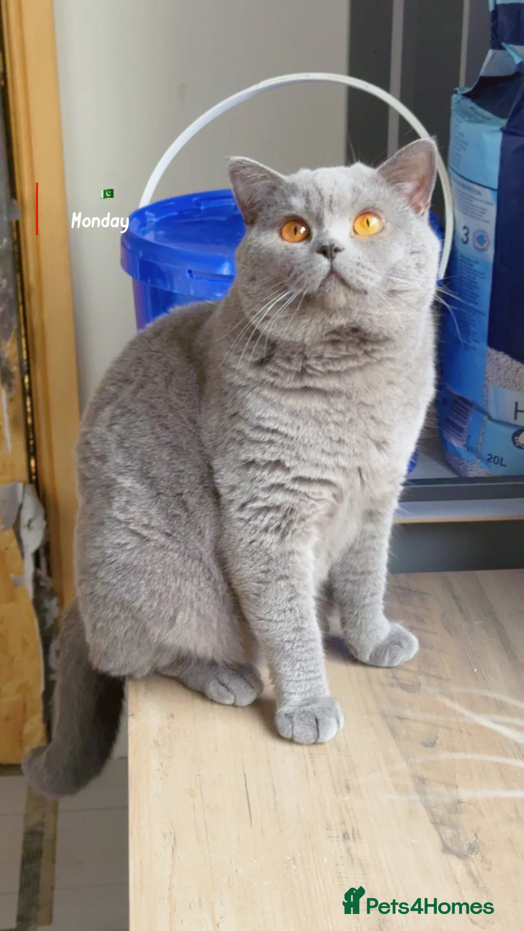 British Shorthair cats for stud: Top quality boy - Advert 2