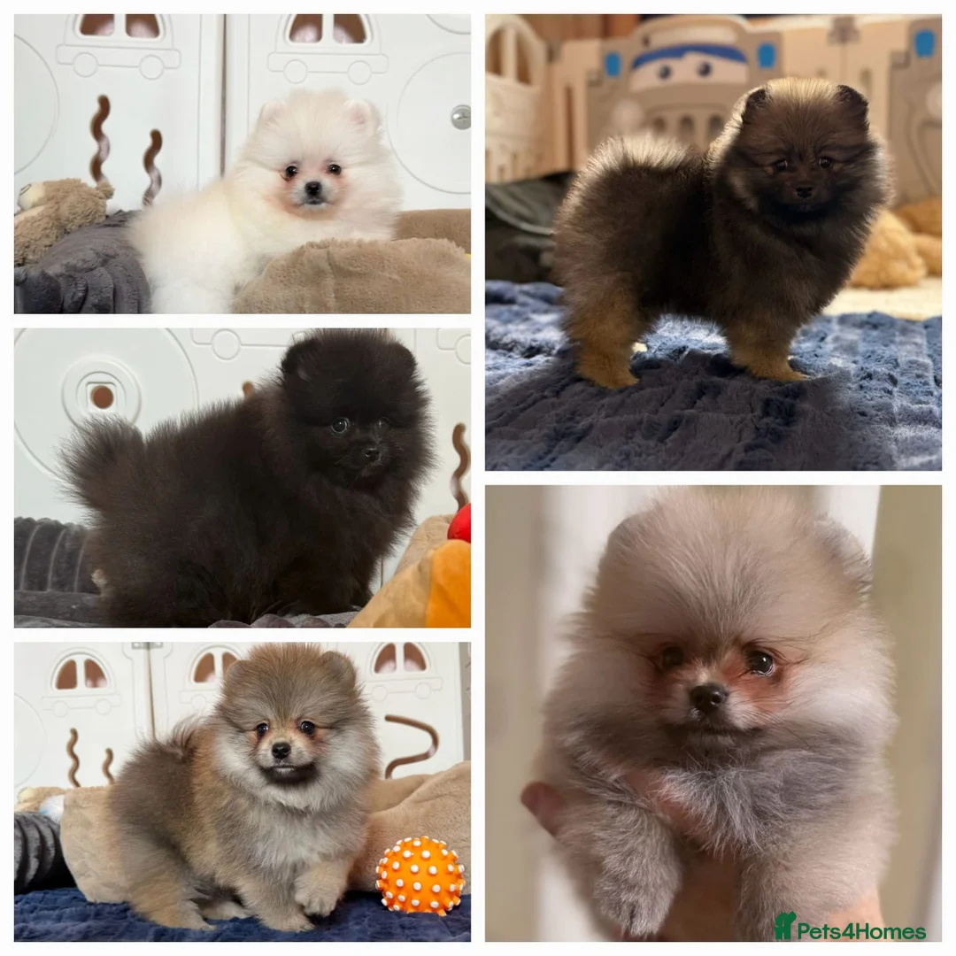 Pomeranian dogs for sale: Teddy Face Poms Puppies European Champion Lines - Advert 1