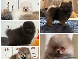 Pomeranian dogs Teddy Face Poms Puppies European Champion Lines - Advert 2