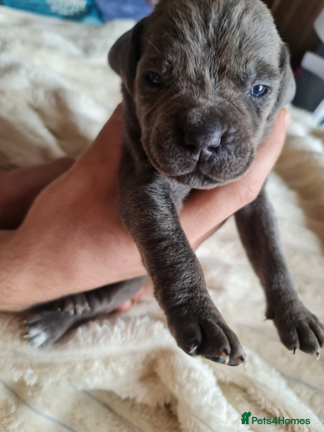 Cane Corso dogs for sale: Cane corso puppies  - Image 22