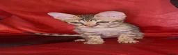 Savannah cats for sale: Pure Pedigree! Top Quality Tica Registr. Savannahs - Advert 10