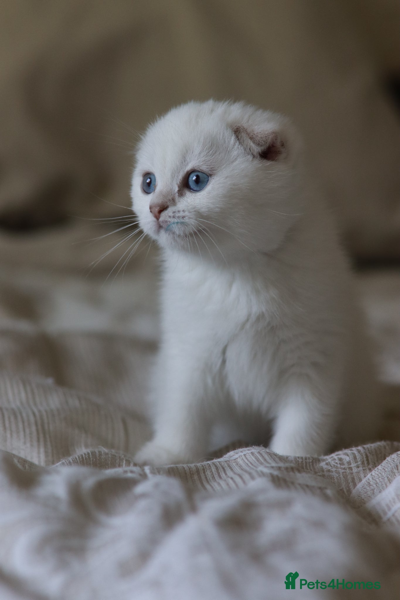 Scottish Fold cats Scottish fold  - Advert 3