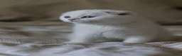 Scottish Fold cats for sale: Scottish fold  - Advert 1