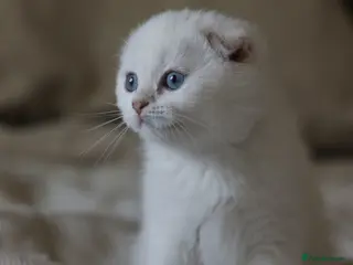 Scottish Fold cats Scottish fold - Advert 3