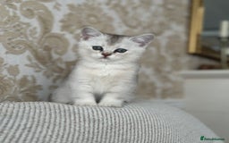 British Shorthair cats for sale: British shorthair silver chinchilla  - Image 3