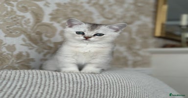 British Shorthair cats - Advert 11