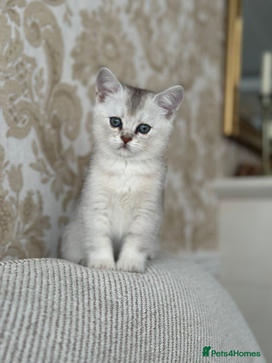 British Shorthair cats for sale: British shorthair silver chinchilla  - Image 3