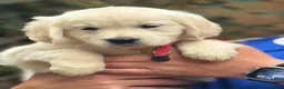 Golden Retriever dogs for sale: ⭐️ KC health tested golden retrievers ⭐️ - Advert 7