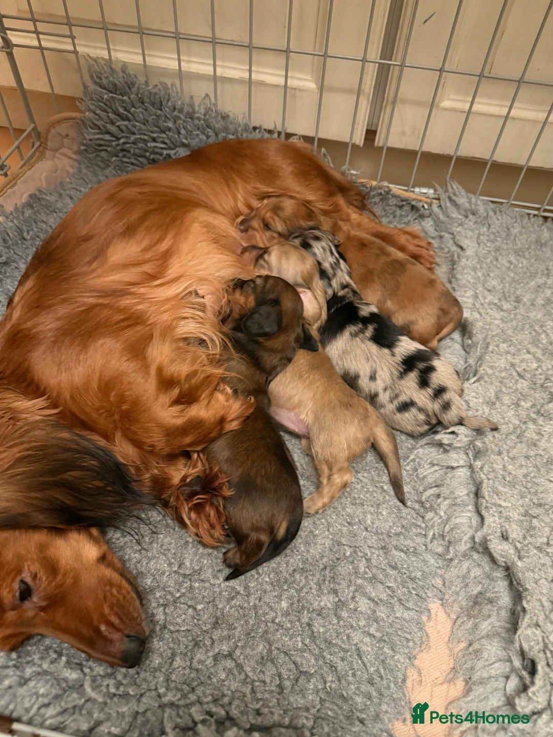 Miniature Dachshund dogs for sale: Long Haired Miniature Dachshund  - Advert 10