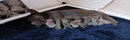 French Bulldog dogs for sale: Pati’s Prestige Pups — Bonnie’s Special Litter in Egremont - Advert 1