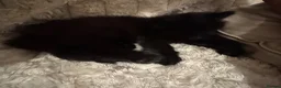 Mixed Breed cats for sale: 4 playful happy fluffy kittens - Advert 9