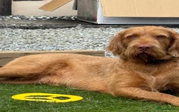 Hungarian Vizsla dogs for stud: mr wilkie - Image 1