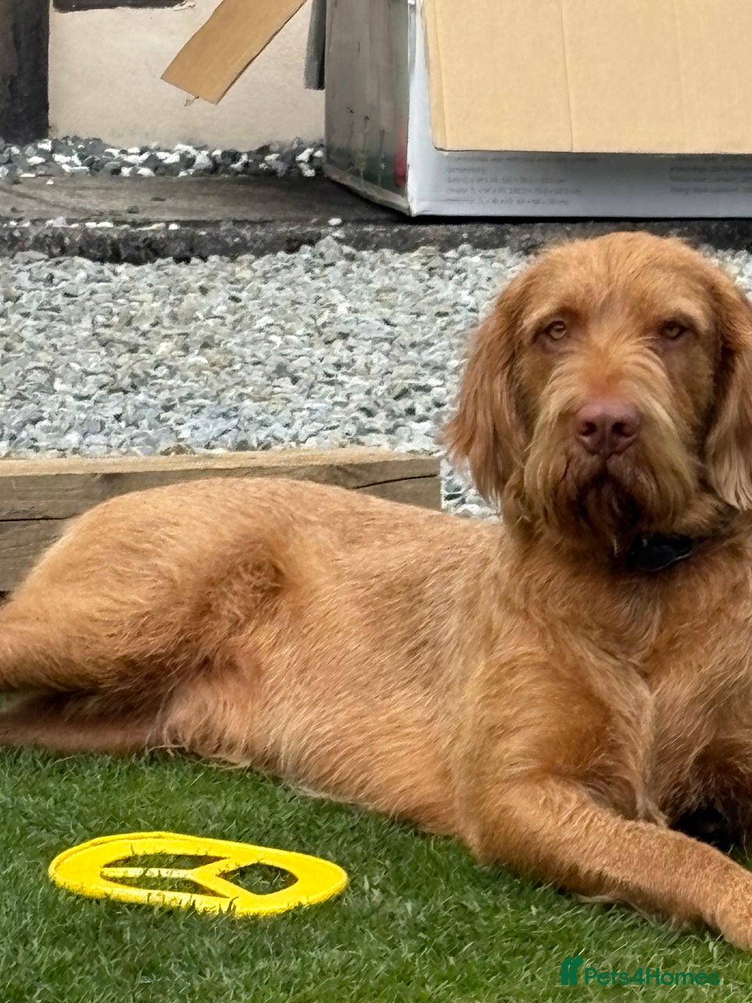 Hungarian Vizsla dogs for stud: mr wilkie - Image 1