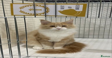 Maine Coon cats - Advert 1