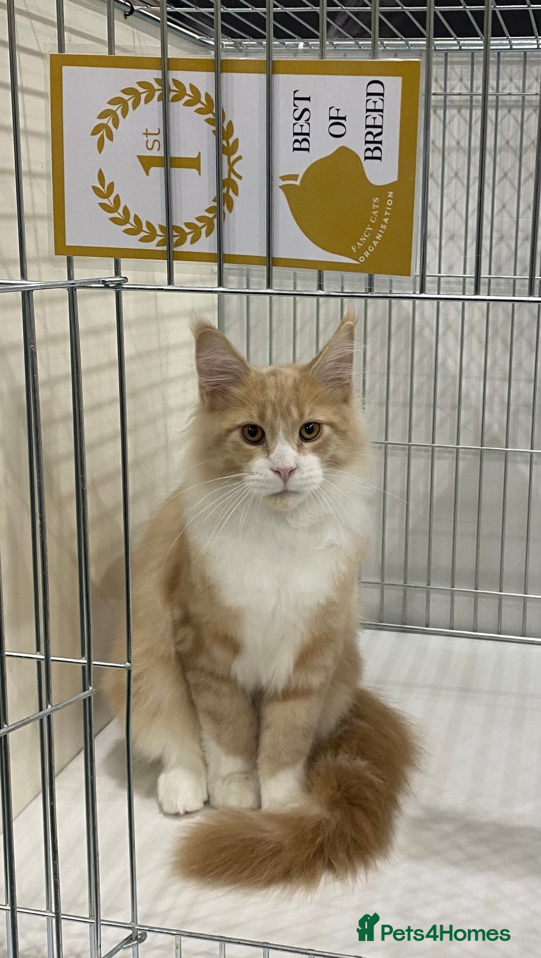 Maine Coon cats for sale: Beautiful Maine Coon Kitten - Champion Lines - Advert 18