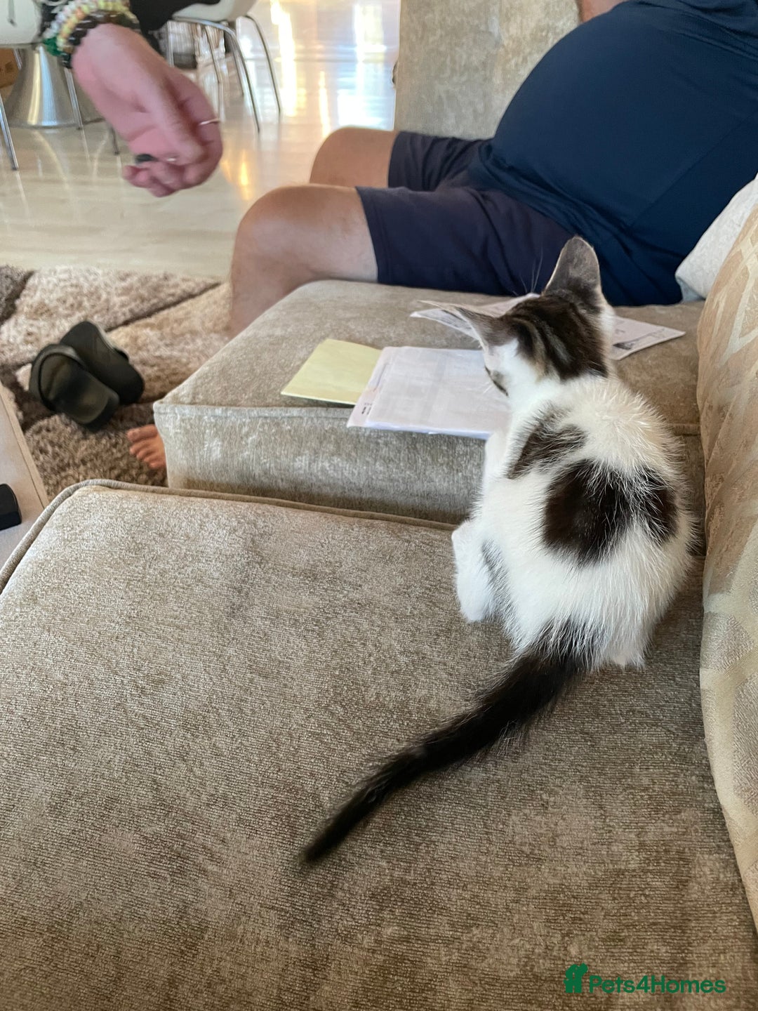 Mixed Breed cats for sale: Kittens for sale - Image 9
