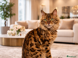 Bengal cats Cashmere Bengal girl - Advert 3