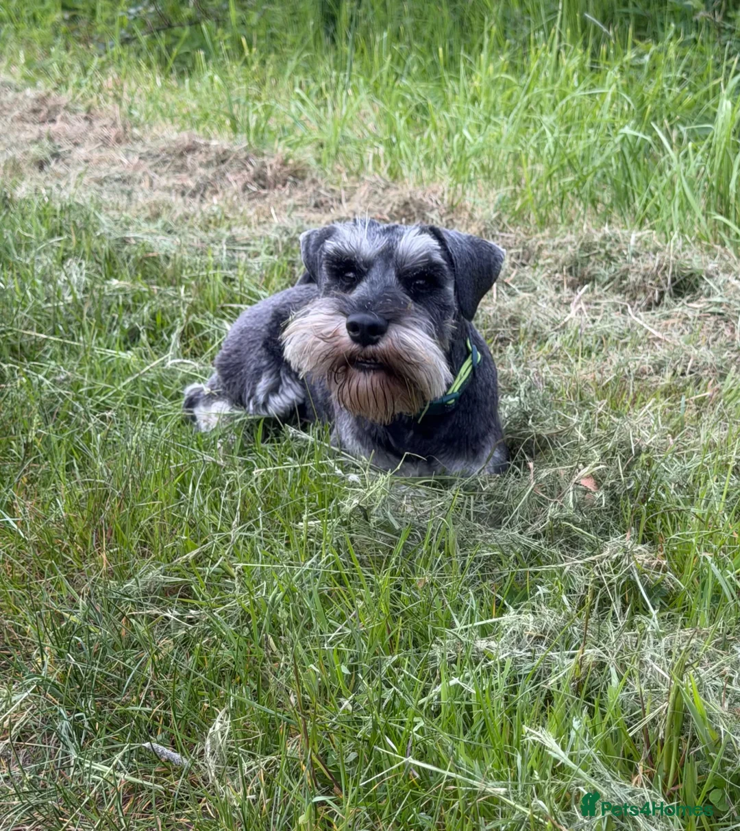 Miniature Schnauzer dogs for stud: Handsome miniature schnauzer for stud in Mauchline - Advert 18