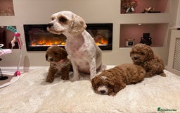 Cavapoo dogs for sale: Outstanding F1B Cavapoo puppies - Image 21