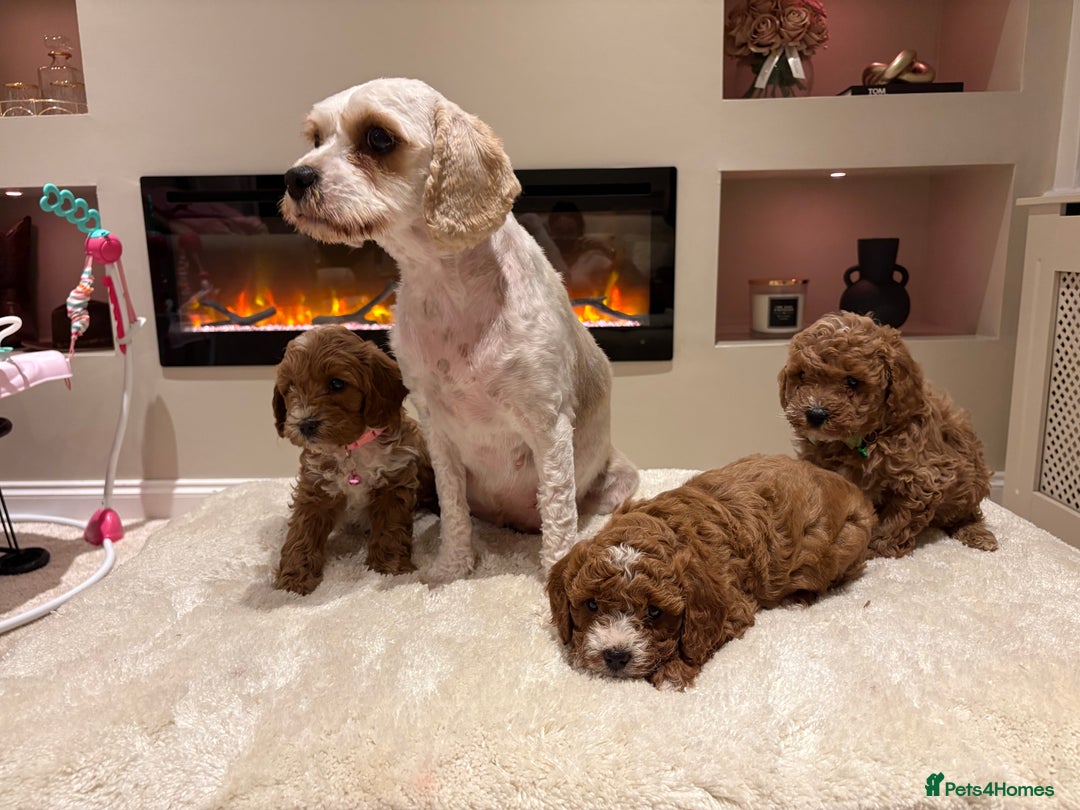 Cavapoo dogs for sale: Outstanding F1B Cavapoo puppies - Image 21