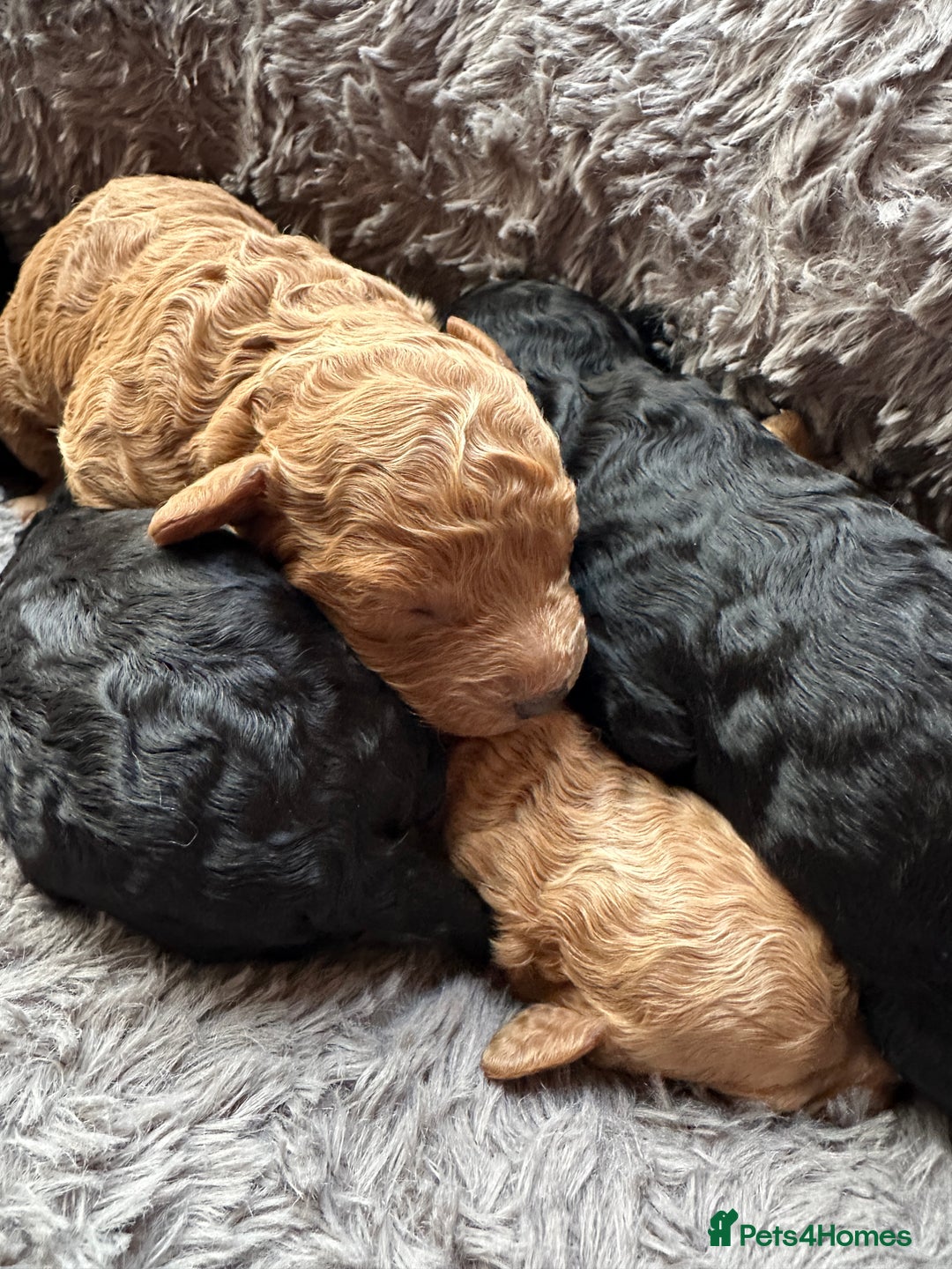 Cavapoo dogs for sale: Beautiful cavapoo puppies from a family home - Advert 16