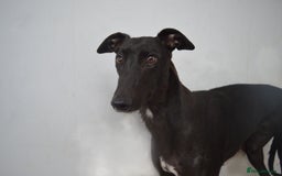 Greyhound dogs for sale: Beautiful Greyhound Puppies - Image 5