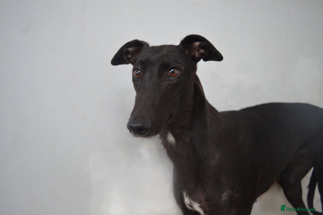 Greyhound dogs for sale: Beautiful Greyhound Puppies - Image 5
