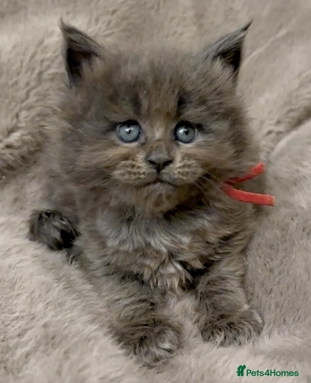 Maine Coon cats for sale: Pedigree GCCF registered Maine Coon kittens  - Advert 8