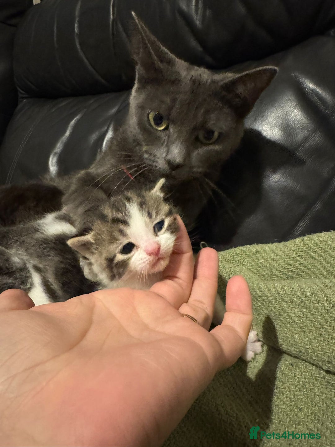 Mixed Breed cats for sale: Russian Blue x Tabby - Advert 4