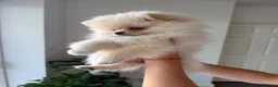 Pomeranian dogs for sale: ❤️Stunning Teddy  Bear Pomeranian girls ❤️ - Advert 4