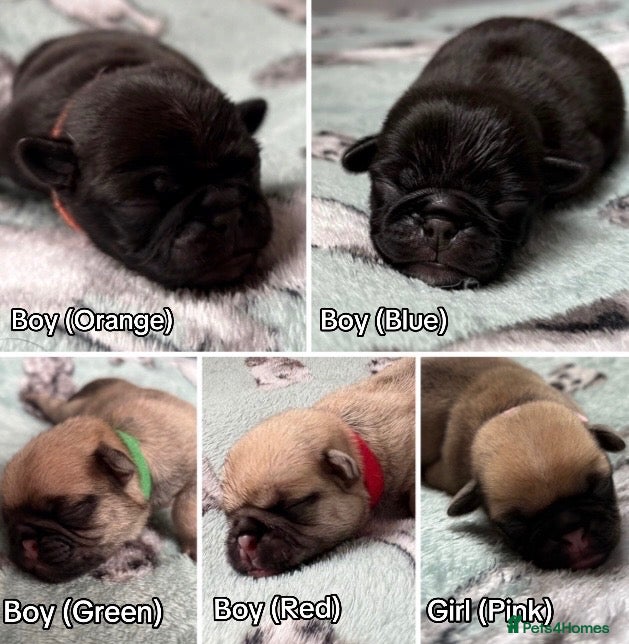 Pug dogs Beautiful Purebred Pug Pups (Parents can be seen) - Advert 1