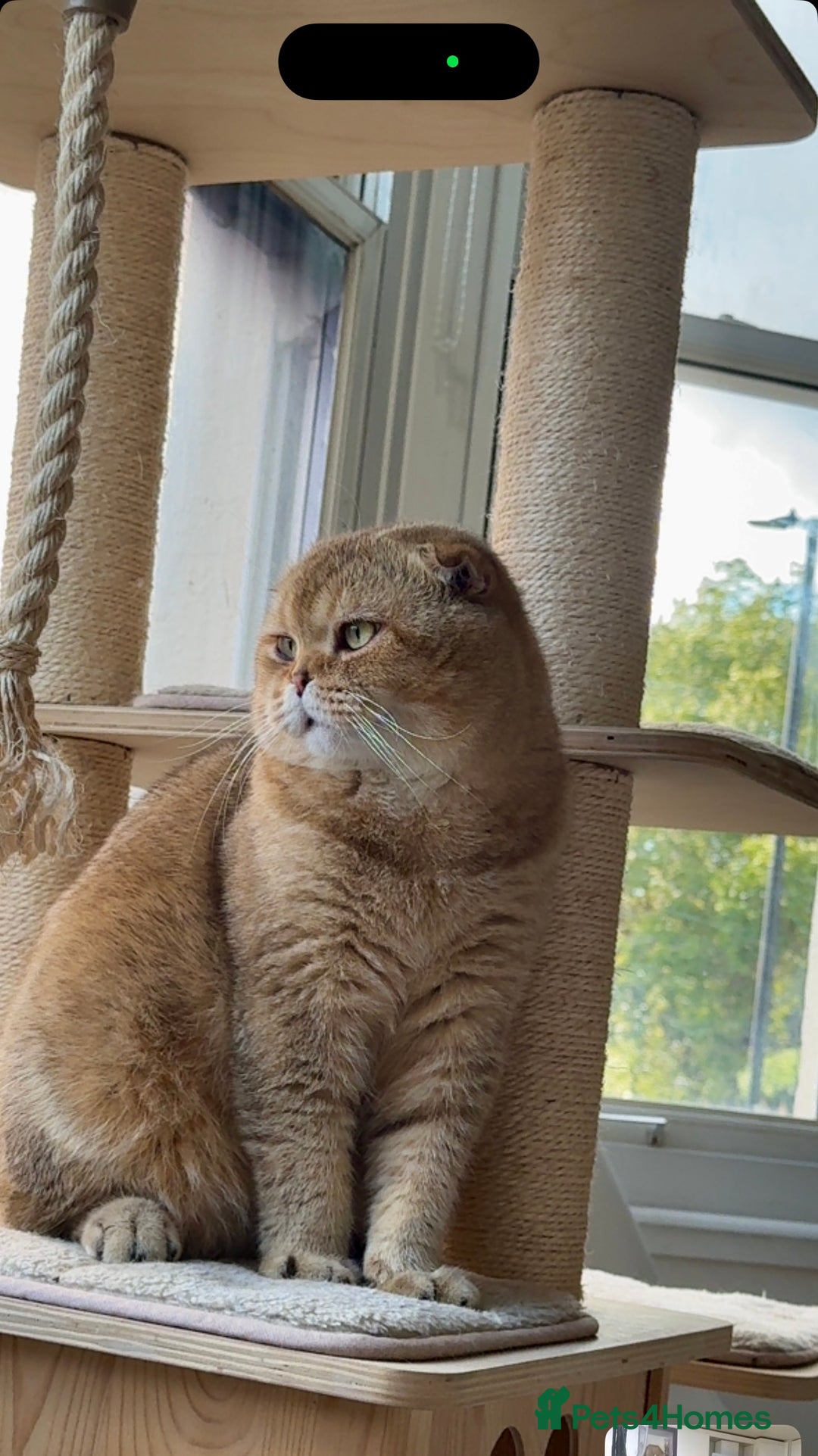 Scottish Fold cats for sale: Beautiful Scottish Fold Cat Looking 4 Loving Home - Image 3