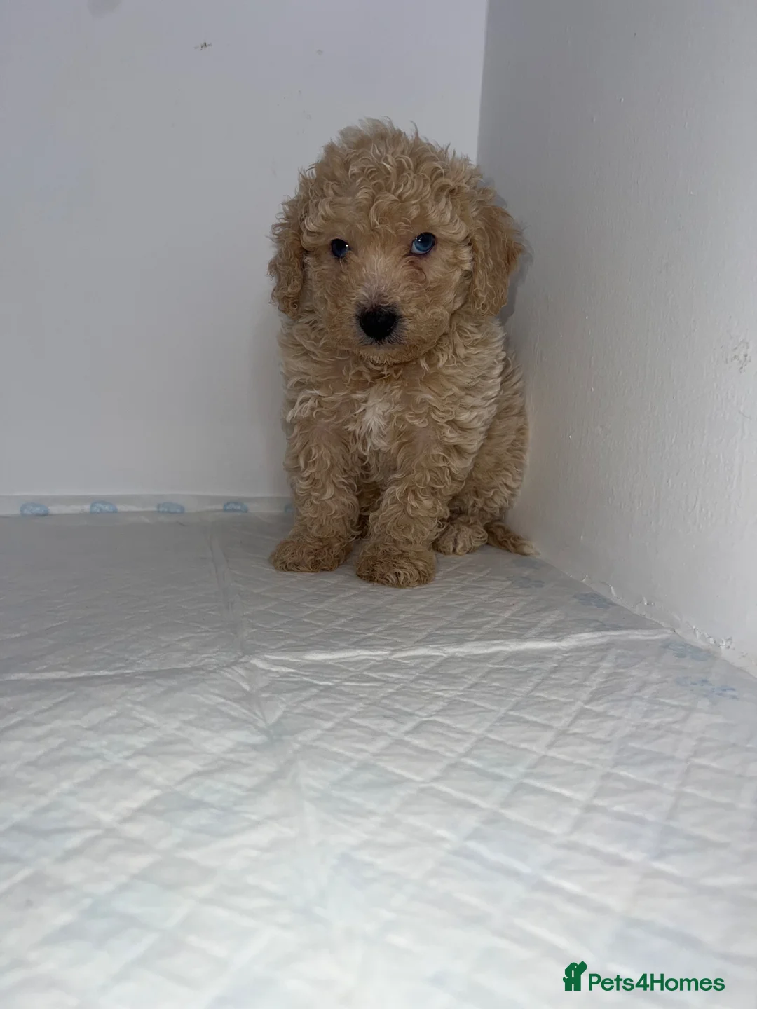 Miniature Poodle dogs for sale: ✨ Beautiful miniature poodles ✨ - Advert 2