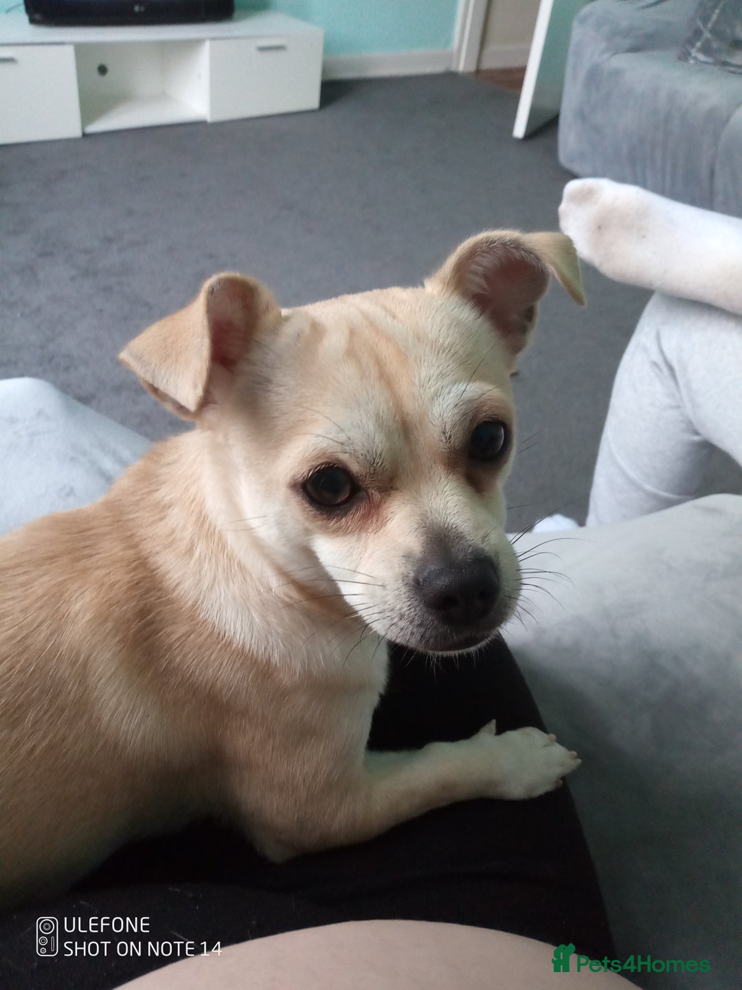 Mixed Breed dogs for sale: Chihuahua cross female - Image 4