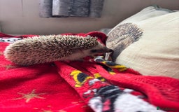 Pygmy Hedgehog rodents for sale: Sold. Male African Pygmy hedgehog for sale - Image 1