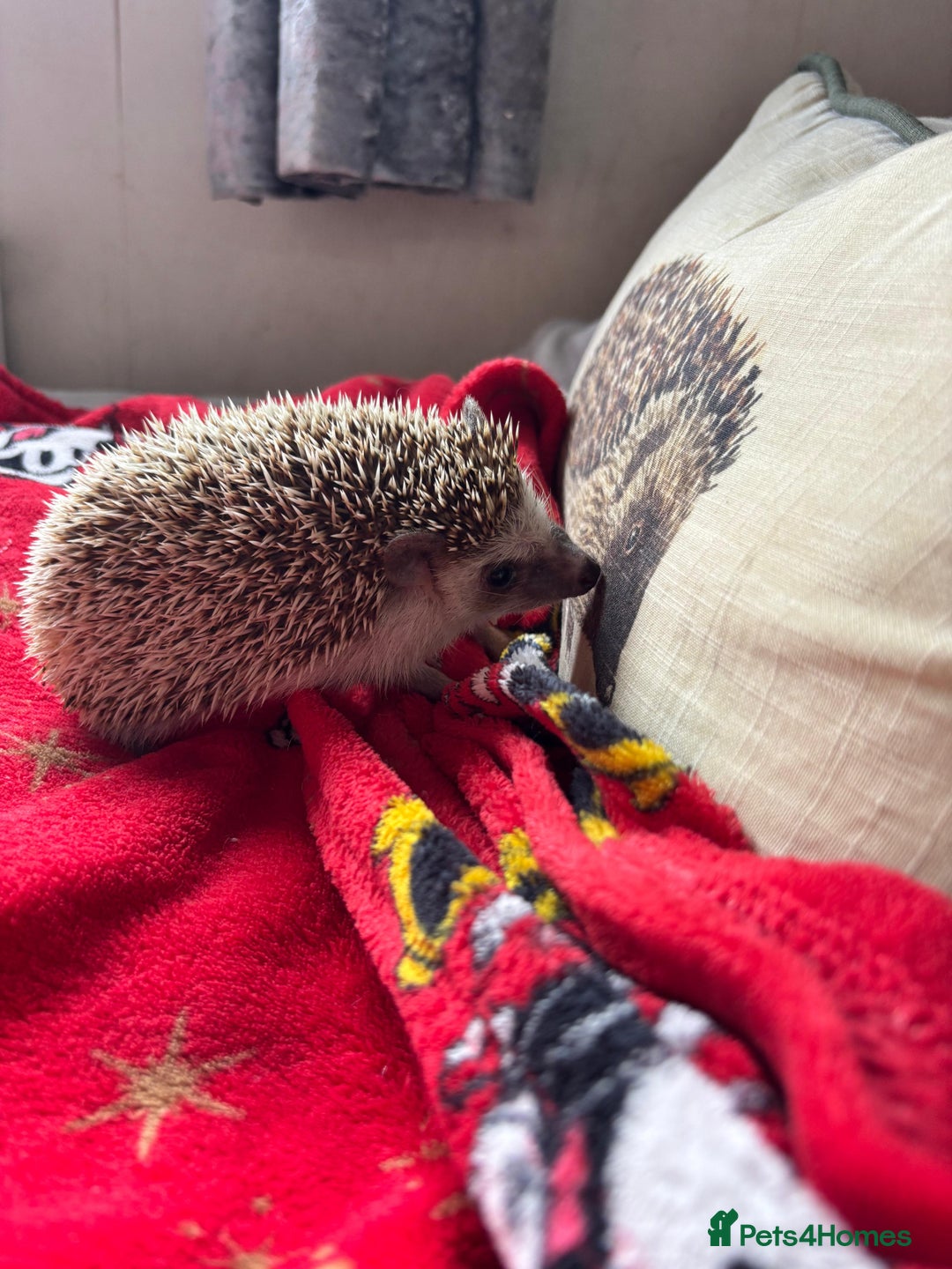 Pygmy Hedgehog rodents for sale: Sold. Male African Pygmy hedgehog for sale - Image 1
