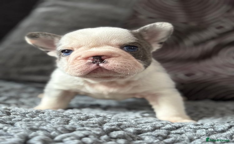 French Bulldog dogs - Advert 14